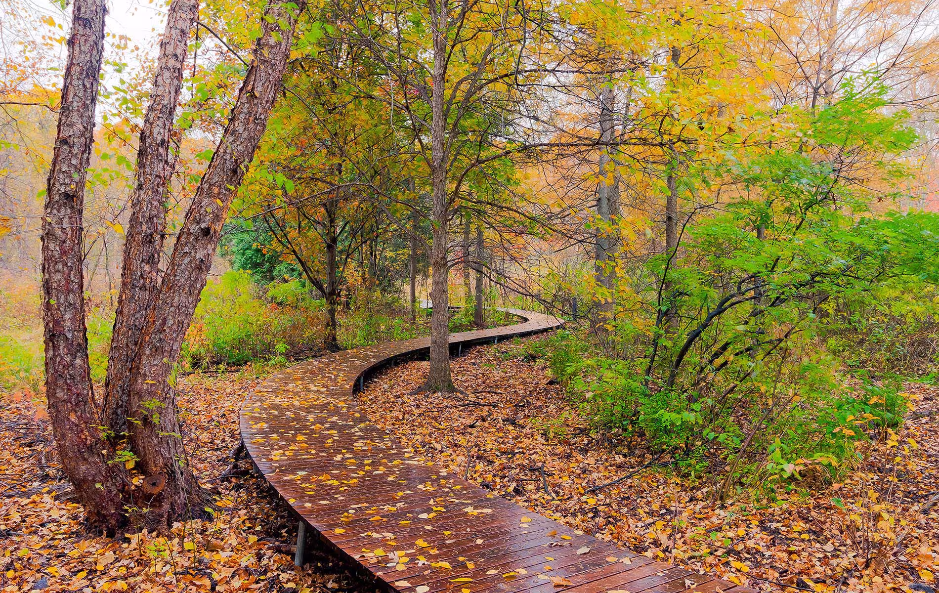 Wetland Boardwalk Eloise Butler Wildflower Garden