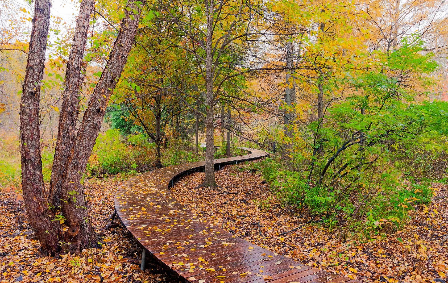 Wetland Boardwalk Eloise Butler Wildflower Garden