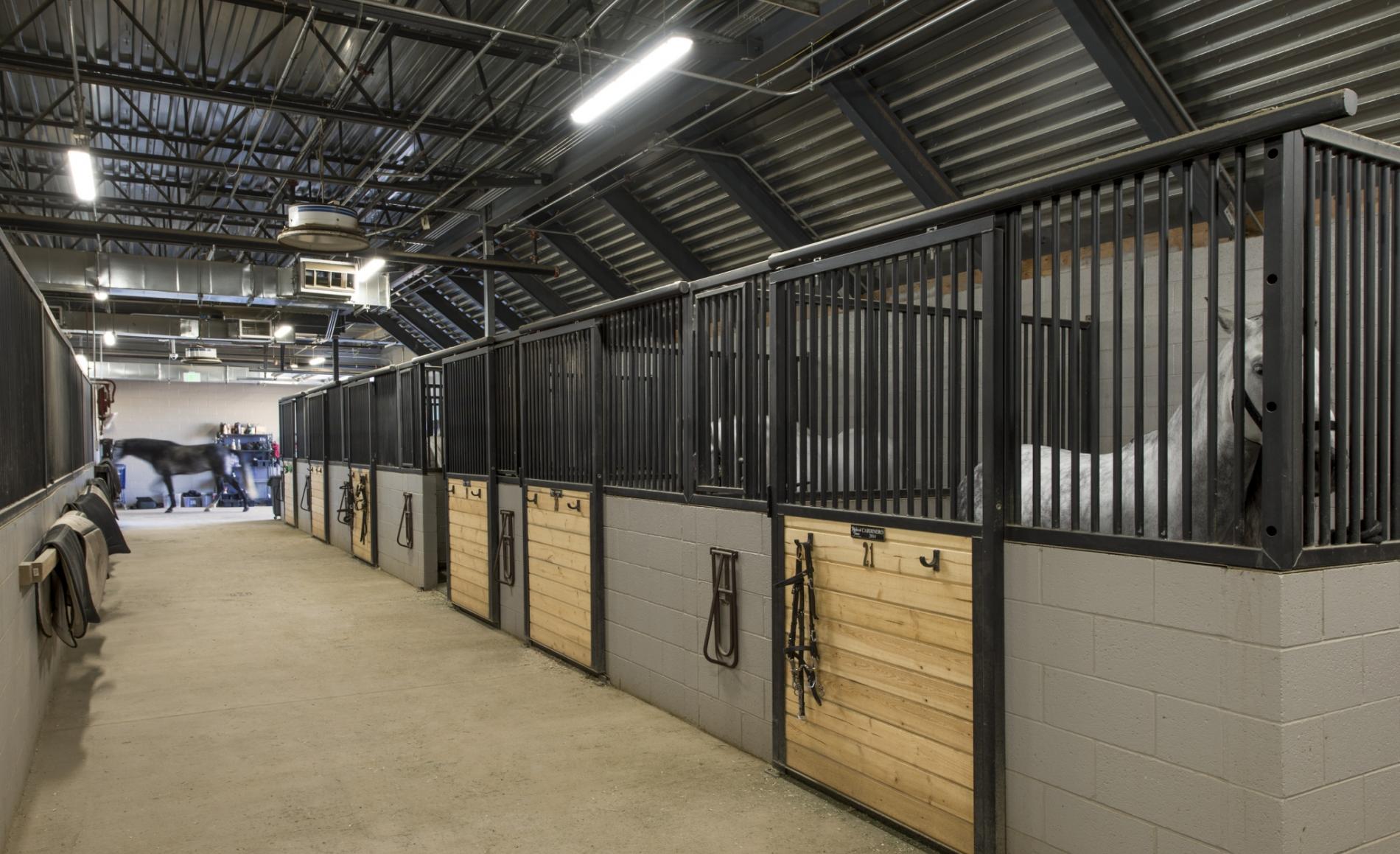 Paddock at Medieval Times