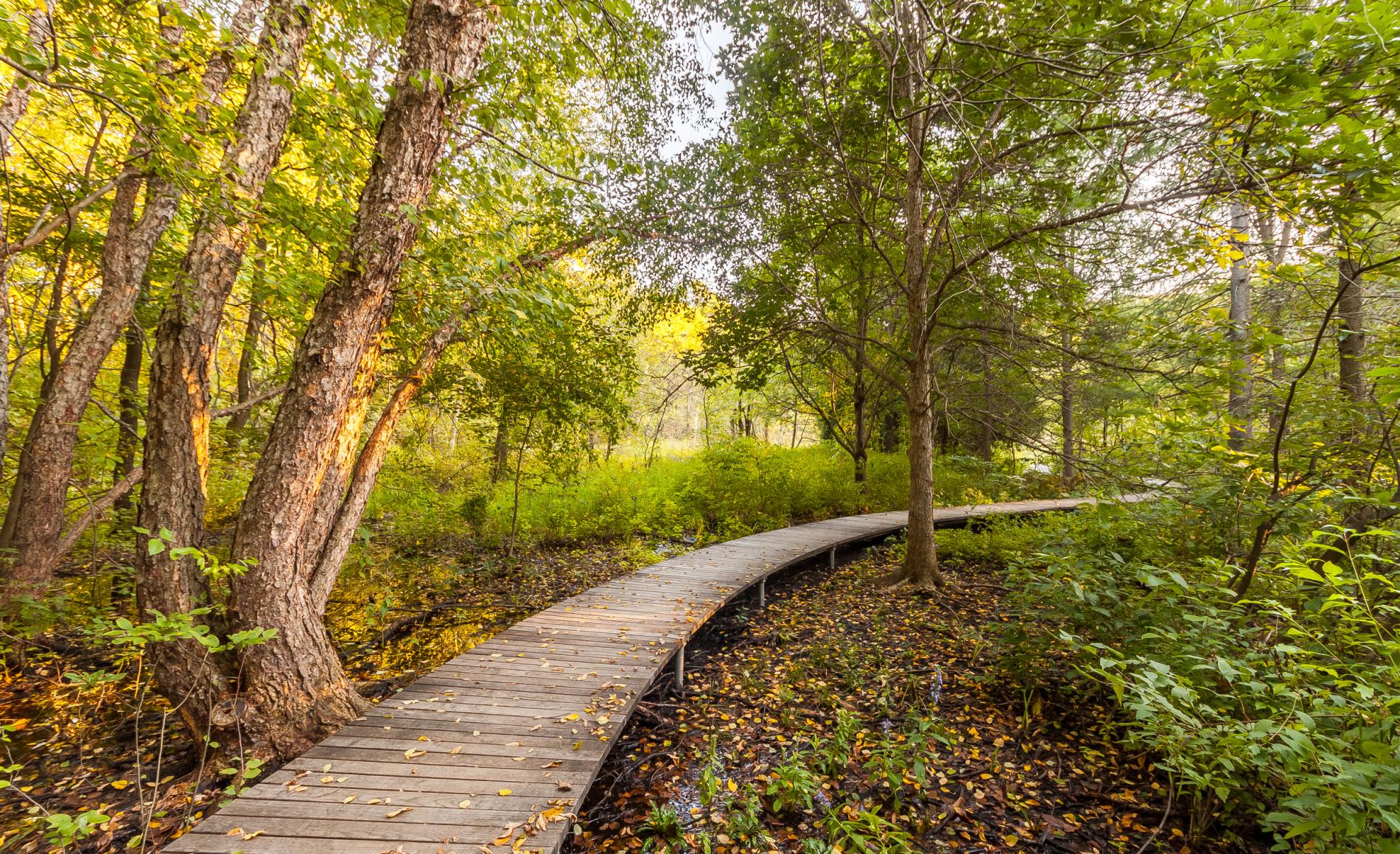 Wooden pathway in the park