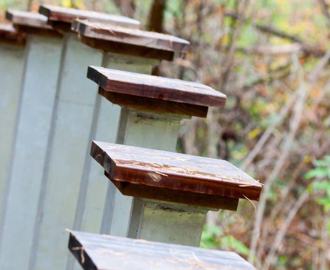 Wetland Boardwalk Eloise Butler Wildflower Garden