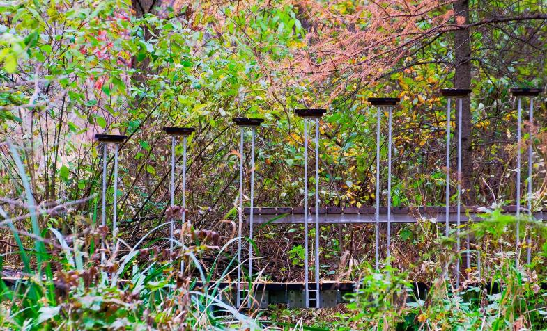 Wetland Boardwalk Eloise Butler Wildflower Garden