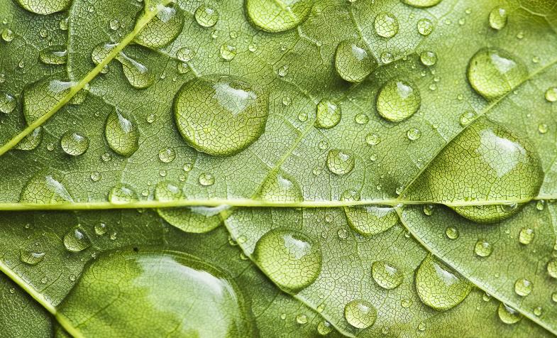 leaf with water droplets graphic