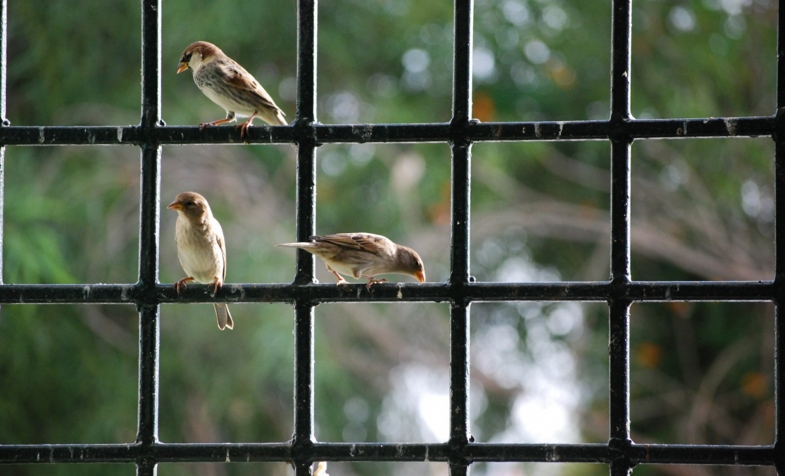 Birds in the window